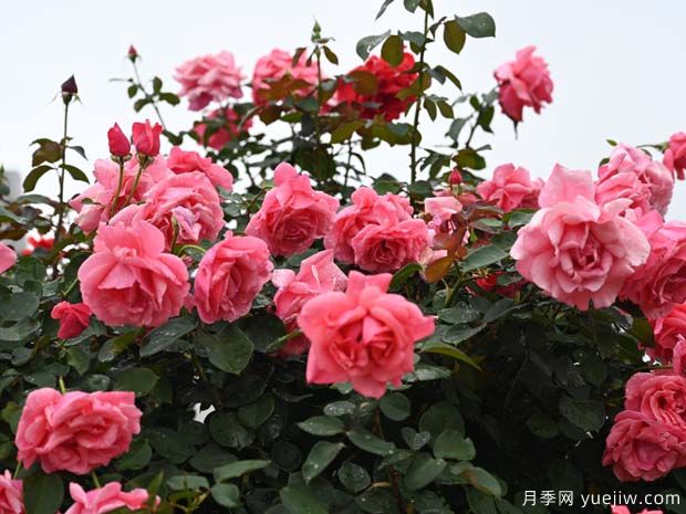 曲靖麒麟区的行道树状月季扮靓城市美景(图2)