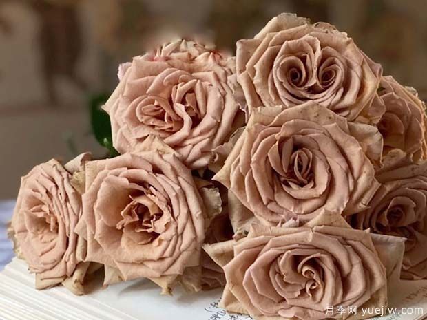 太妃糖月季/摩卡(图2)