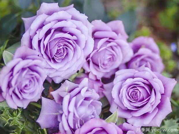 推荐5个蓝紫色月季，让你没有抵抗力(图2)