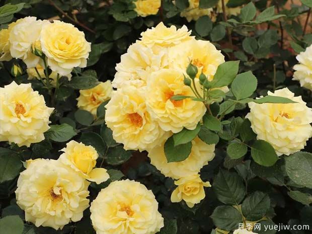 流金岁月月季(图1)