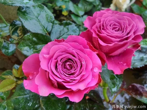 珍贵时刻月季(图1)