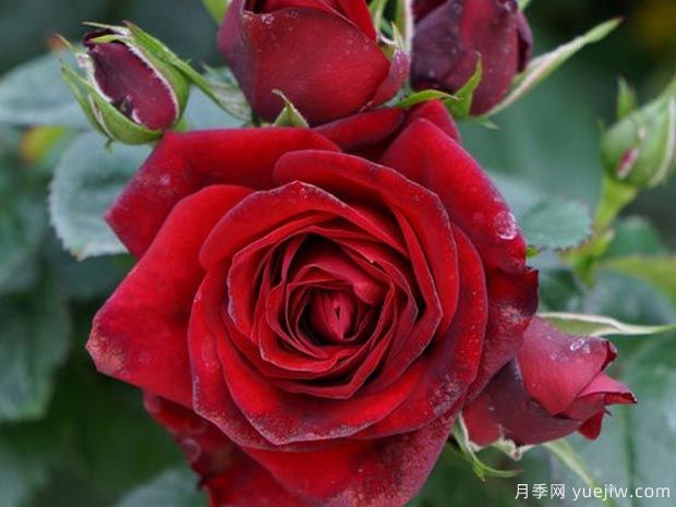 流星王阳台月季Meteor King Terrazza(图1)