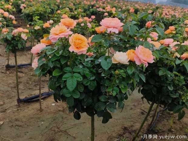 月季夏天浇水的正确方式是什么？(图1)