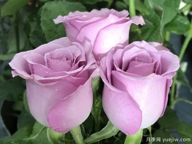 推荐8款玫瑰赠佳人，娇艳欲滴颜色艳丽(图2)