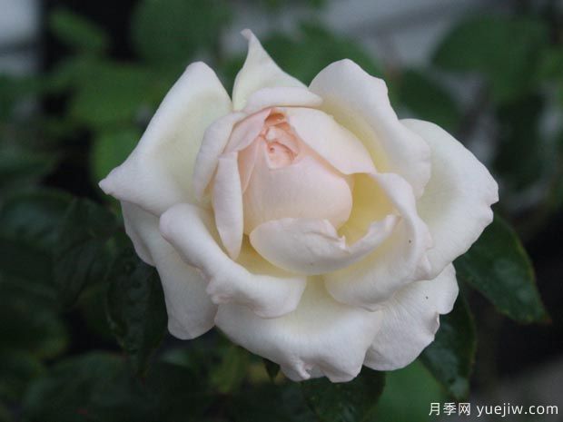 大名鼎鼎的伊芙系列，仅凭香气就闻名月季界(图3)