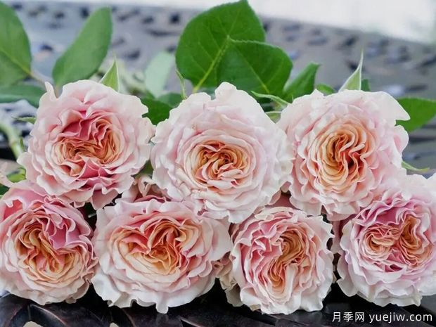 玛贝拉月季/猛犸/旧时光(图2)