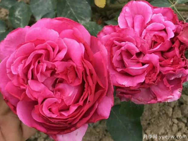 伊芙里奥月季的优缺点是什么？(图1)