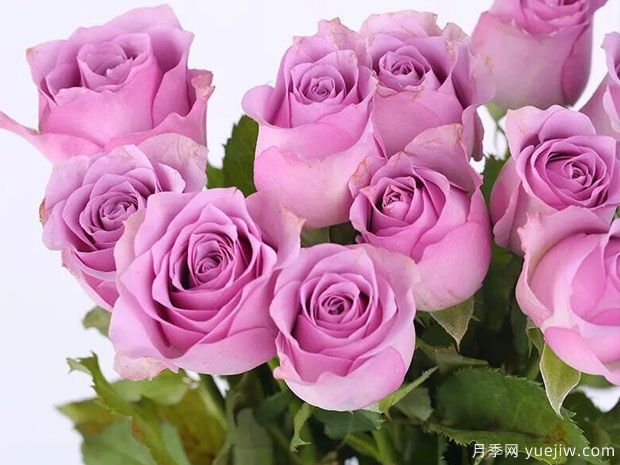 紫霞仙子月季的优缺点是什么？(图1)