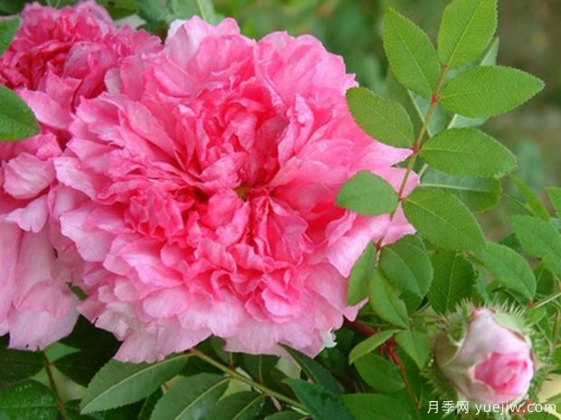 十六夜玫瑰月季(图3)