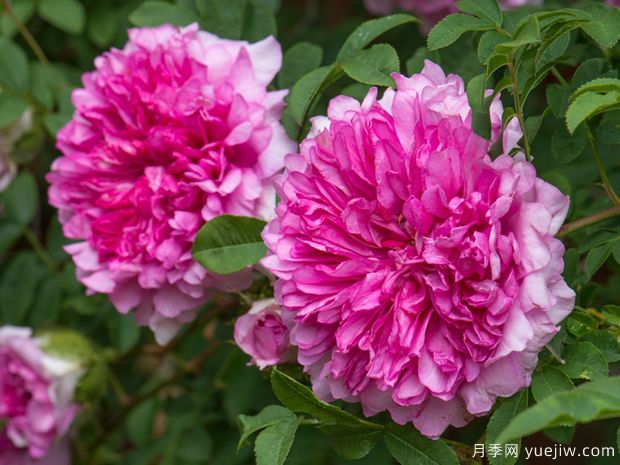 十六夜玫瑰月季(图1)