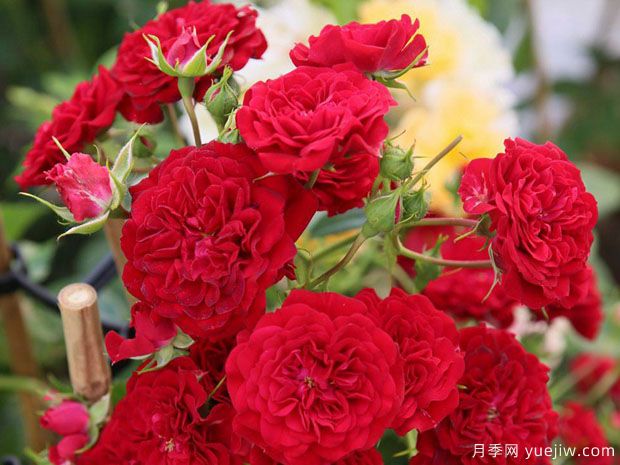 猩红剪影月季/深红剪影(图1)