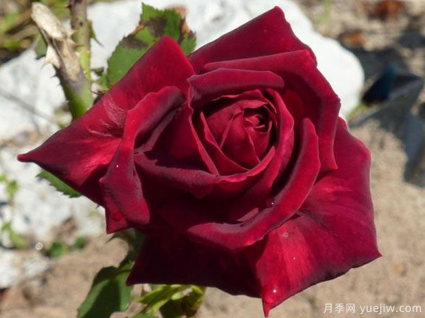 查尔斯马莱里尼月季的优缺点是什么？(图1)