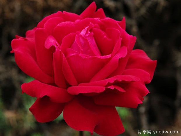 微笑月季(京成)(图1)