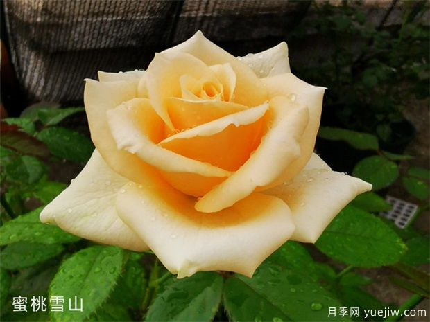 蜜桃雪山月季，优雅温柔可人(图1)