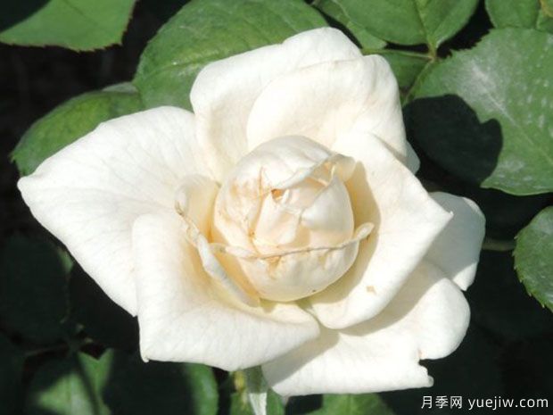 婚礼白月季/特里西亚月季(图2)