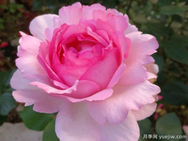 大名鼎鼎的伊芙系列，仅凭香气就闻名月季界(图2)