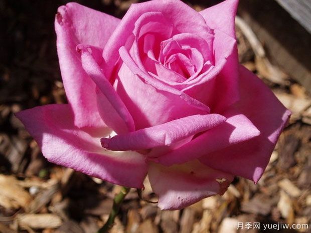 雅卡兰达月季/蓝花楹月季(图3)