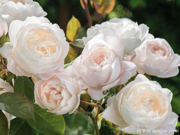 黛丝德蒙娜月季的优缺点是什么？(图1)