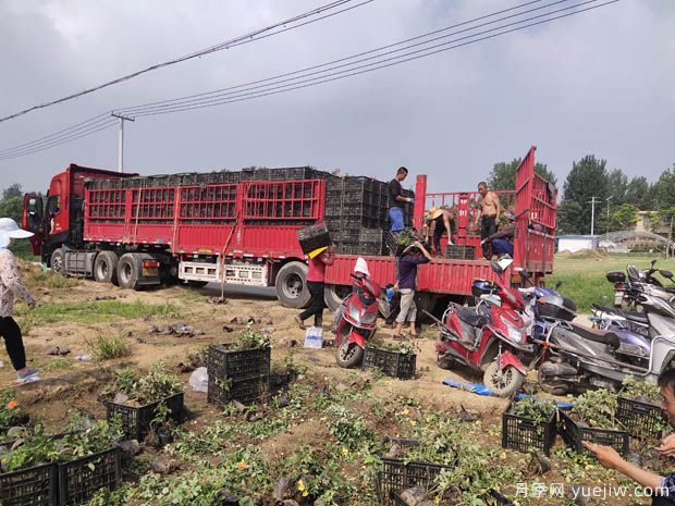 6万棵红从容黄从容月季杯苗移植安徽景区道路(图5)