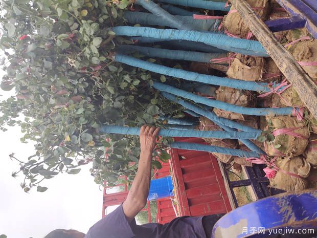 7月份3公分树状月季批发价格(图3)