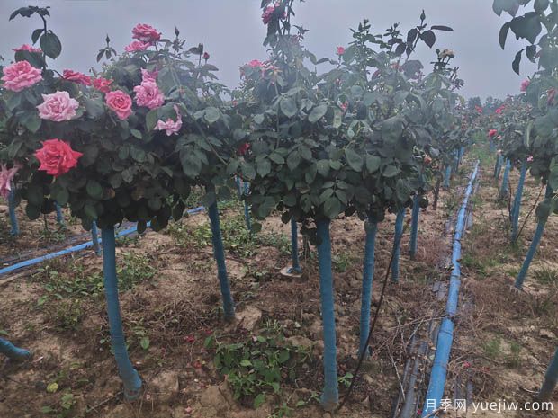 7月份3公分树状月季批发价格(图2)