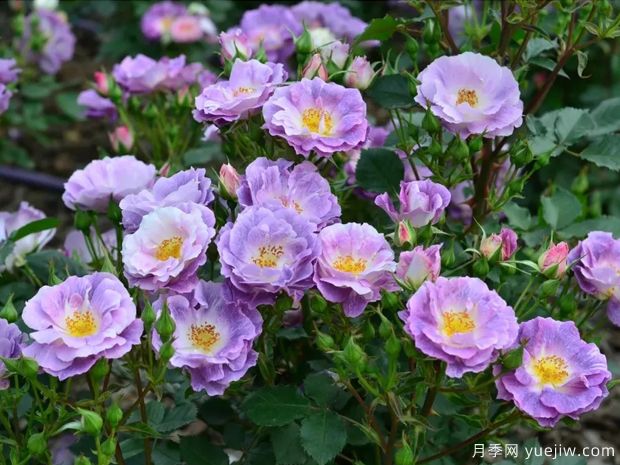 20款蓝紫色月季品种，美爆你的朋友圈(图1)