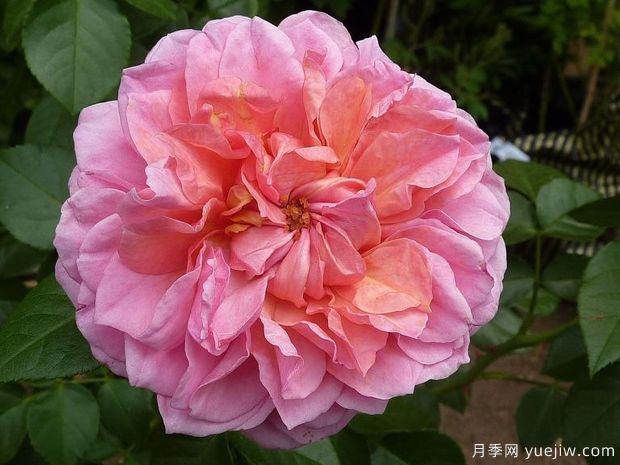 英国皮特月季，品种汇集(图1)