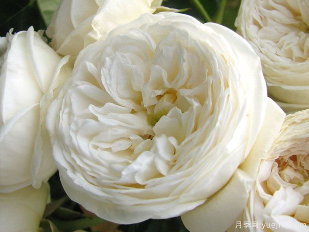 月亮女神阿耳特弥斯月季的优缺点是什么？(图1)