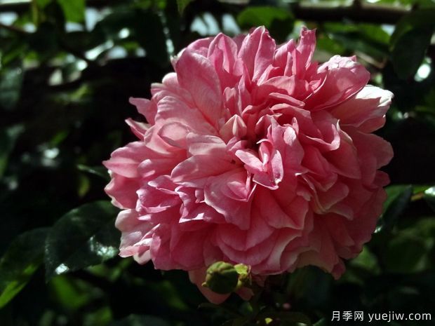 保罗特兰森月季(图2)