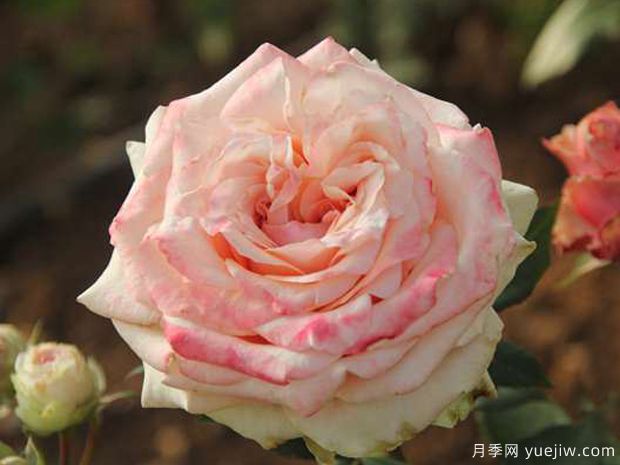 托斯卡尼月季(图1)