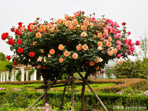 6公分的树状月季价格贵不贵？(图1)