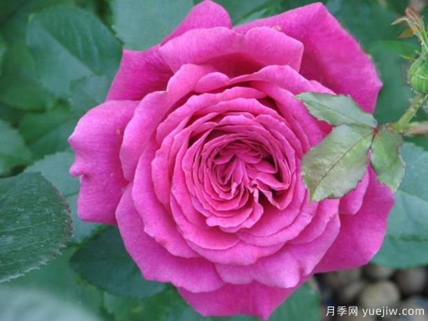 洛丽塔月季的优缺点是什么？(图1)