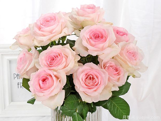 桃红雪山月季Pink Snow(图2)