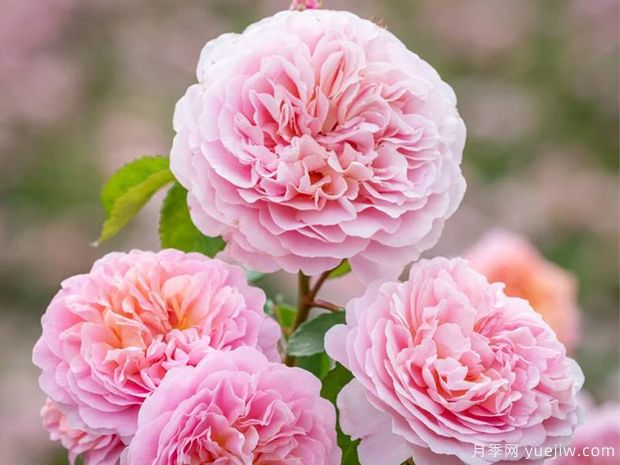 优丝塔夏福爱月季的优缺点是什么?(图1) 优丝塔夏福爱月季的优缺点是什么?(图1)