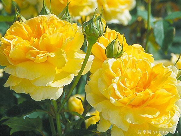 莫林纽克斯月季/魔力妞/魔力光辉月季(图2)