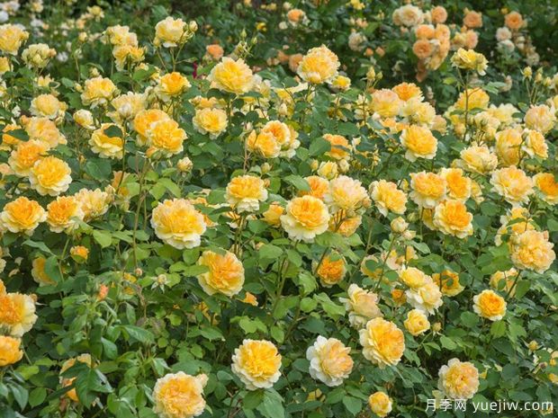 莫林纽克斯月季/魔力妞/魔力光辉月季(图3)