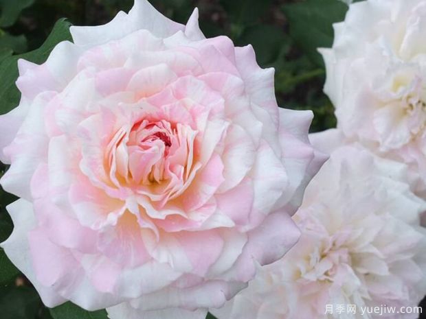 法式千层酥月季/千层饼月季(图2)