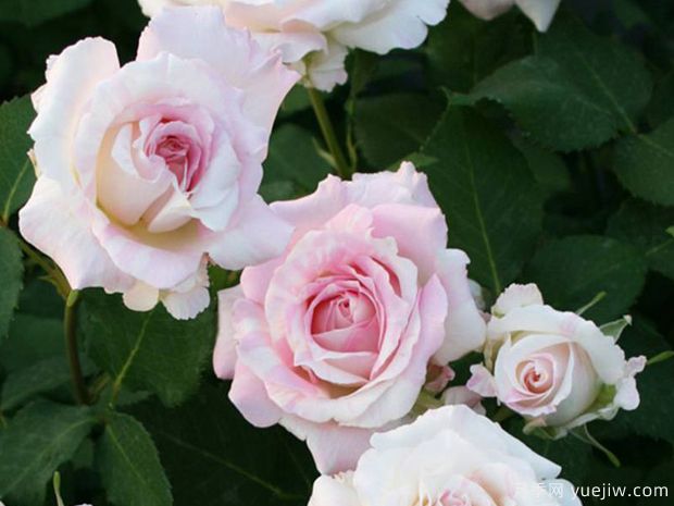 法式千层酥月季/千层饼月季(图3)