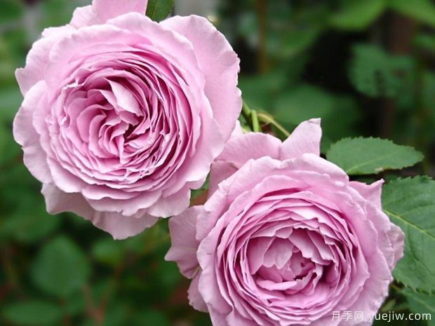 魅力绸缎月季/惑月季(图4)