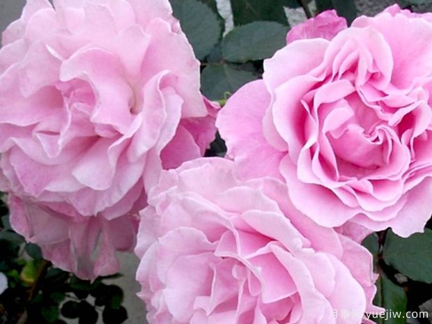 暗恋月季/沉默的爱(图3)