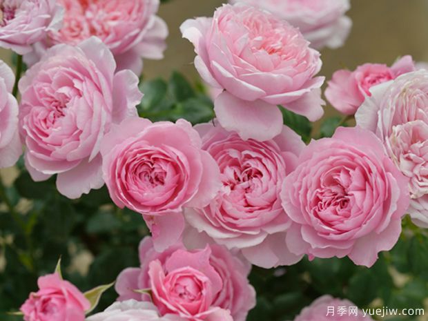 推荐8个微型月季，好看好养开花不断(图1)