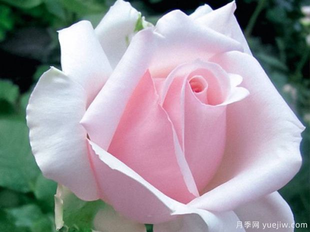 伟大世纪月季(图3) 伟大世纪月季(图4)