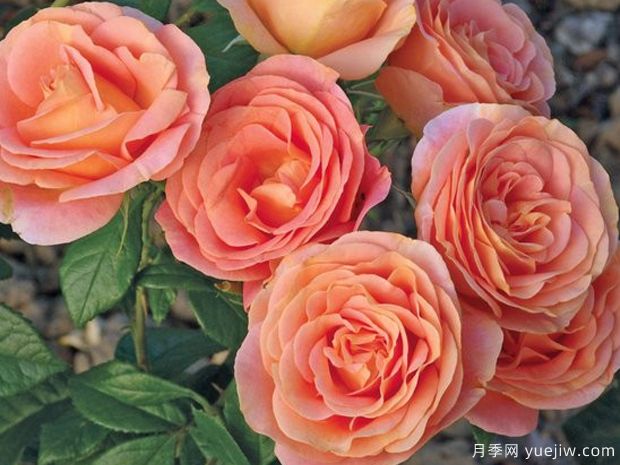 果汁花园月季/果汁庭院/孟加拉/大果汁(图2)