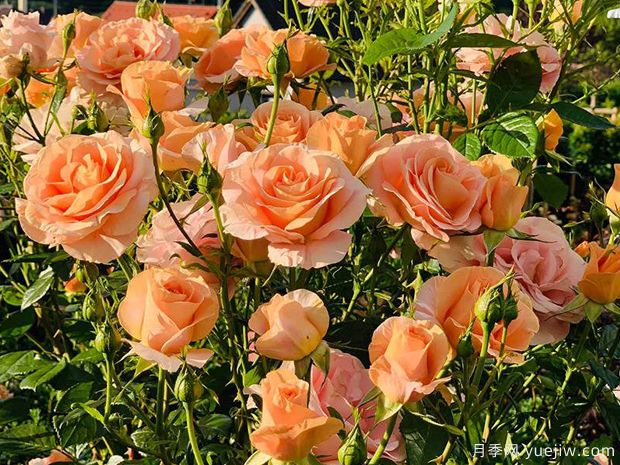 果汁花园月季/果汁庭院/孟加拉/大果汁(图3)