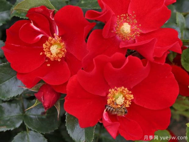 红堡月季/洪堡月季(图1)