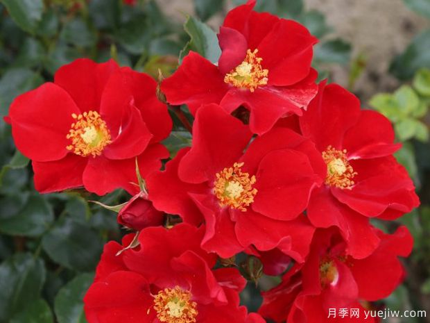 红堡月季/洪堡月季(图2)