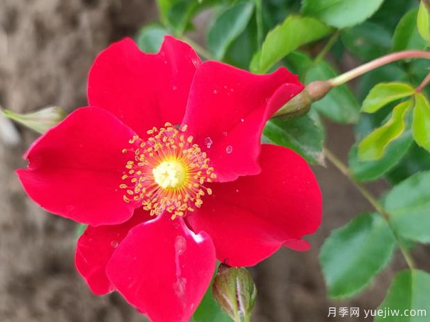 红堡月季/洪堡月季(图3)