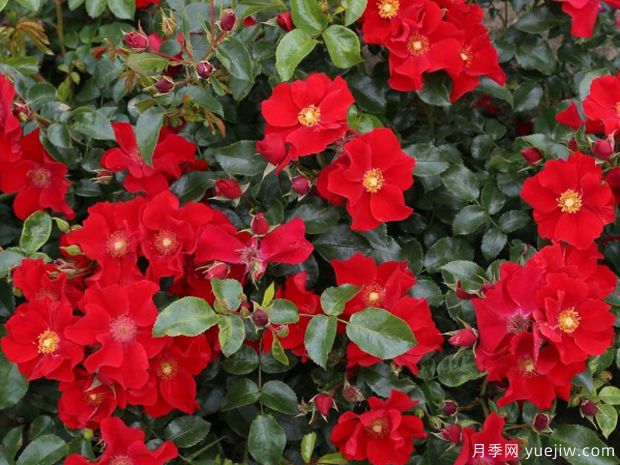 红堡月季/洪堡月季(图4)