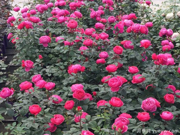 花园公主月季/玛丽何塞月季(图3)