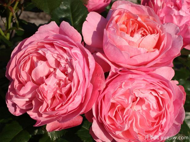 科隆百花园月季/科隆香水月季(图2)